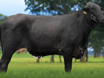 Registro: 3688CS - VIRTUDE FIV CAL