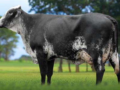 Registro: 4071CH - TEDA FIV CAL