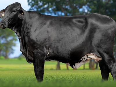 Registro: 4099CH - VESPERA FIV CAL