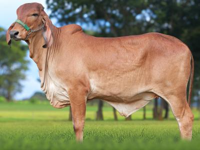 Registro: CAL15148 - ARCA FIV CAL