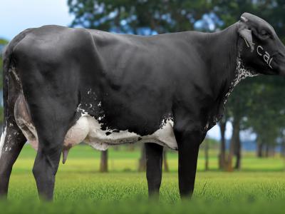 Registro: 5865CK - TARUA FIV CAL