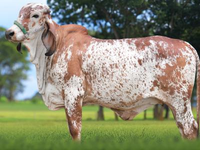 Registro: CAL15115 - ALTIVA FIV CAL