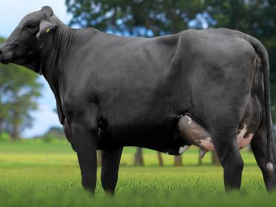 Registro: 5884CK - TASIA FIV CAL