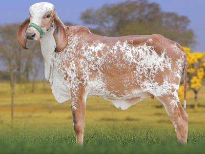 Registro: CAL15277 - AMERICANA FIV CAL