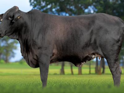 Registro: 5877CK - TAVERNA FIV CAL