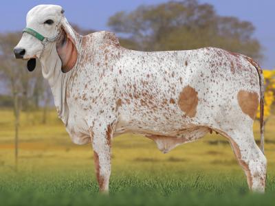 Registro: CAL15128 - AMIGA FIV CAL