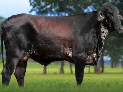 Registro: 5463CM - VIOLETA FIV CAL