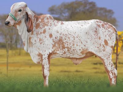 Registro: CAL15137 - ANIZ FIV CAL