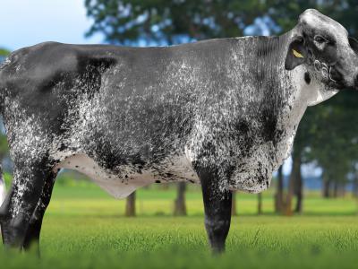 Registro: 5443CM - VIENA FIV CAL