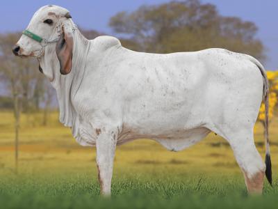 Registro: CAL15131 - AMPOLA FIV CAL