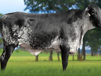 Registro: 5916CK - TRIAGEM FIV CAL