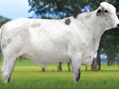 Registro: 5894CK - TABRIZ FIV CAL