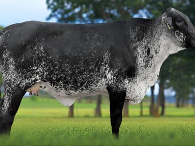 Registro: 4113CH - VEIA FIV CAL