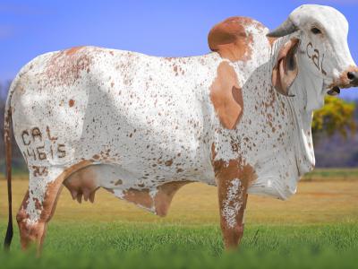 Registro: CAL14615 - TRETA FIV CAL