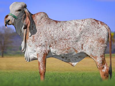 Registro: CAL14984 - UVA FIV CAL