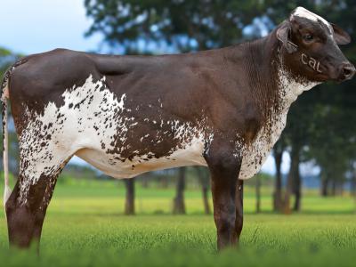 Registro: 3356CX - BITOCA FIV CAL