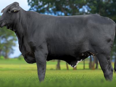 Registro: 4089CH - VOLUTA FIV CAL