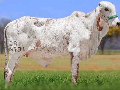 Registro: CAL14791 - VÉU FIV CAL