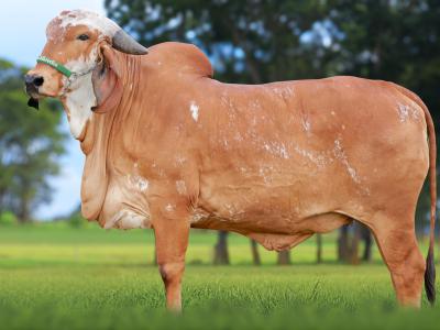 Registro: CAL14913 - VEGANA FIV CAL