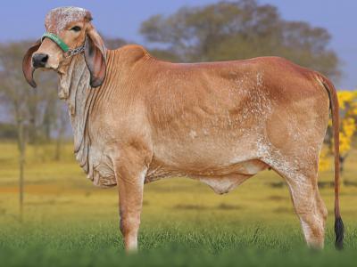 Registro: CAL15136 - ANGRA FIV CAL