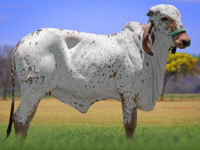 Registro: CAL14977 - URBE FIV CAL