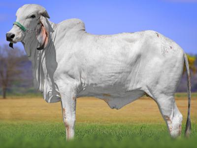 Registro: CAL14846 - VIOLETA FIV CAL