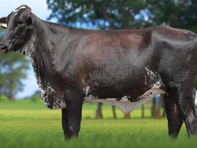 Registro: 4081CH - VASTA FIV CAL