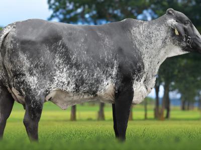 Registro: 5878CK - TARPA FIV CAL