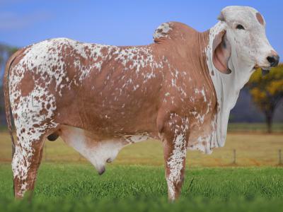 Registro: CAL14921 - VISTOSO CAL