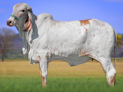 Registro: CAL14856 - VIRADA FIV CAL