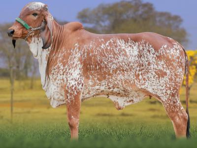 Registro: CAL15075 - ACHADA FIV CAL