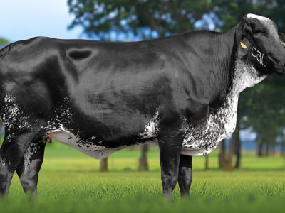 Registro: 6889CG - TRAMA FIV CAL