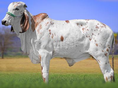 Registro: CAL15045 - UIRAPUANA FIV CAL