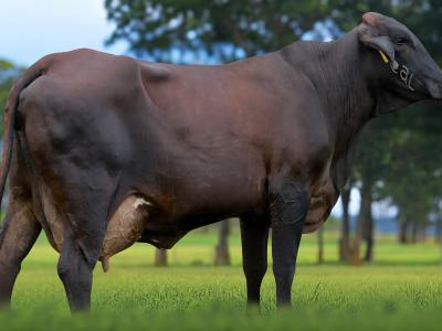 Registro: 7121CF - TARANTELA FIV CAL