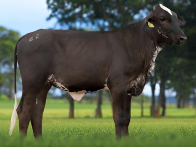 Registro: 4403CU - BALIZA FIV CAL