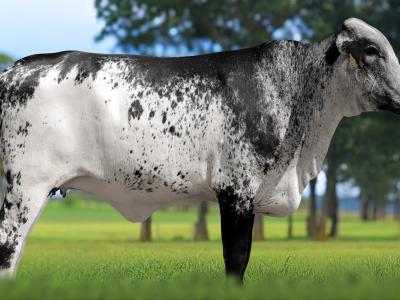 Registro: 4160CH - VERTICE FIV CAL