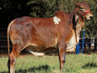 Registro: CAL13847 - RUBRO FIV CAL