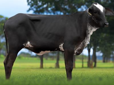 Registro: 4514CU - AUSTRÁLIA FIV CAL