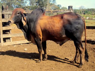 Registro: CAL7914 - Atlantico Te Cal