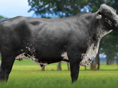 Registro: 5895CK - TANYA FIV CAL