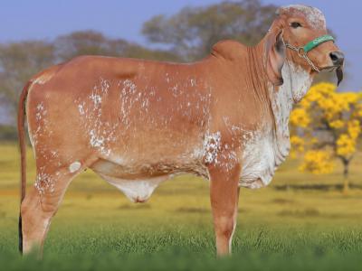 Registro: CAL15152 - ARDA FIV CAL