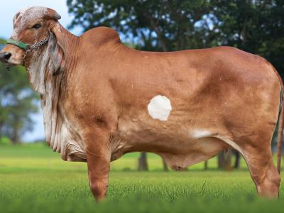 Registro: CAL14946 - UAURÁ FIV CAL