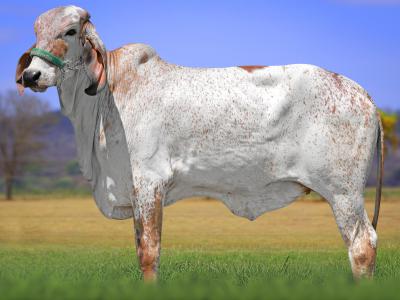 Registro: CAL15005 - VERDURA FIV CAL