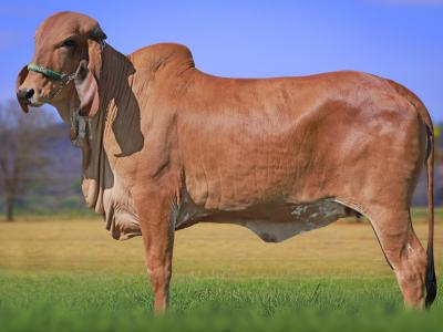 Registro: CAL14746 - VENETA FIV CAL