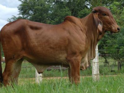 Registro: CAL7706 - Velina Cal