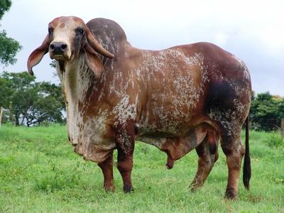 Fazenda Poções
