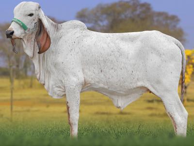 Registro: CAL15230 - AGÊNCIA FIV CAL