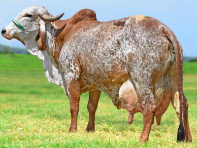 Registro: CAL9912 - Empresária Fiv Cal