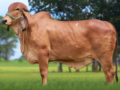 Registro: CAL14908 - VAGANCIA FIV CAL