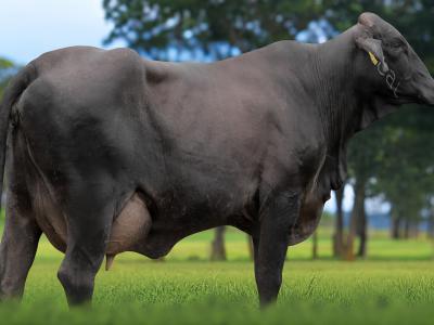 Registro: 6826CG - TABAROA FIV CAL